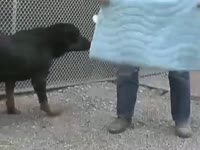Outdoor dog animality XXX with a trained black beast